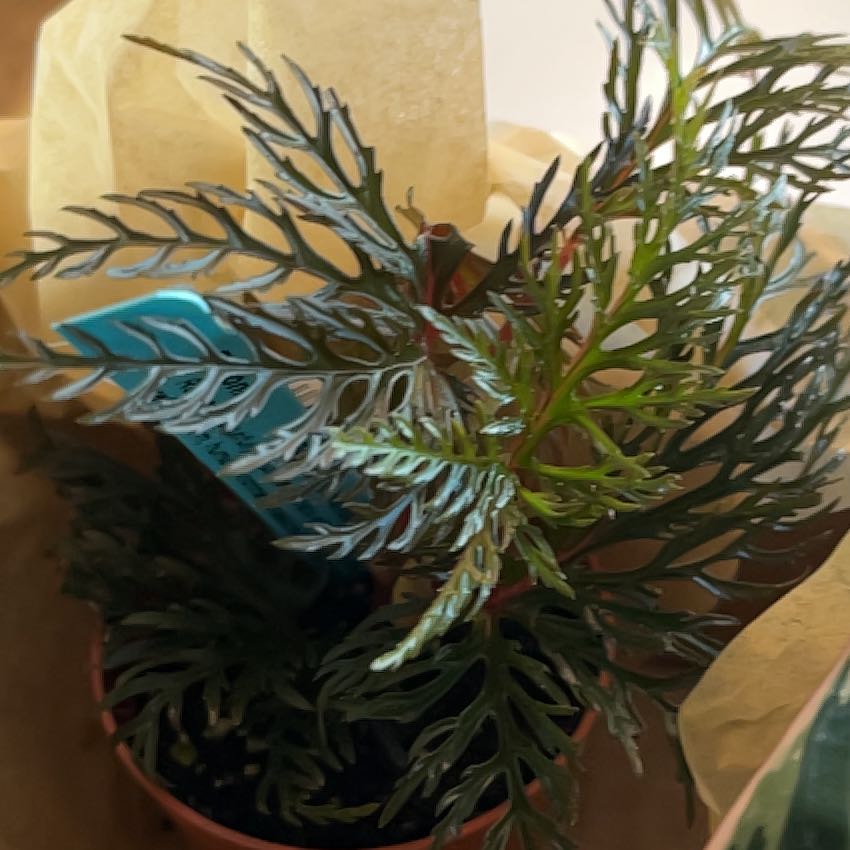 Photo of the plant species Begonia bipinnatifida by @MiasGarden named Elle on Greg, the plant care app