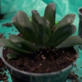 Photo of the plant species Haworthia truncata 'Variegata' by @RuggedLoveVine named George on Greg, the plant care app