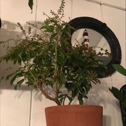 Japanese Andromeda plant
