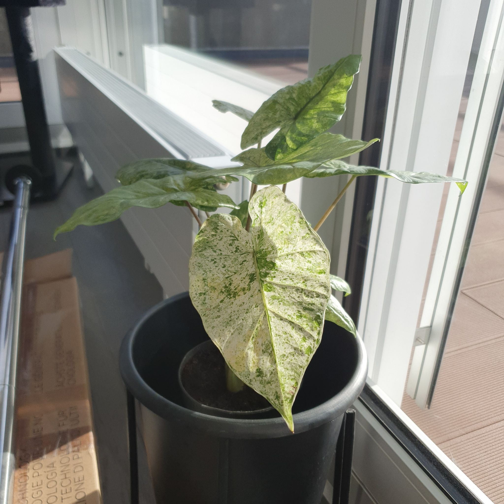 Variegated Alocasia plant in a black pot near a window with healthy variegated leaves.