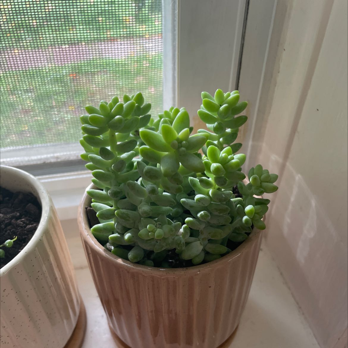 Photo of the plant species Burro's Tail by @walnut named Rainier on Greg, the plant care app