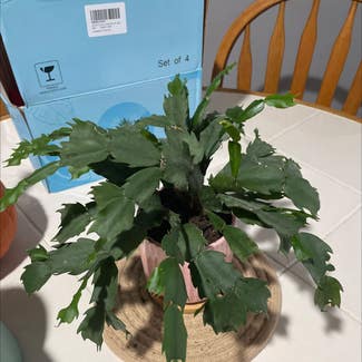 False Christmas Cactus plant in Somewhere on Earth