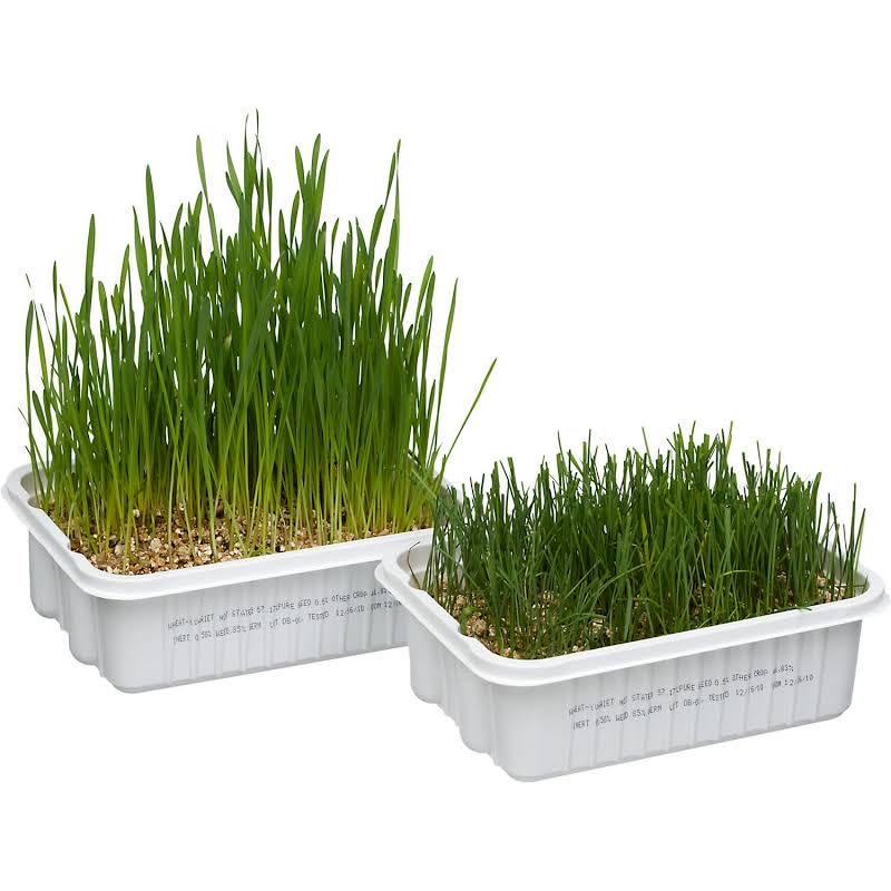 Two containers of healthy cat grass with dense green blades.