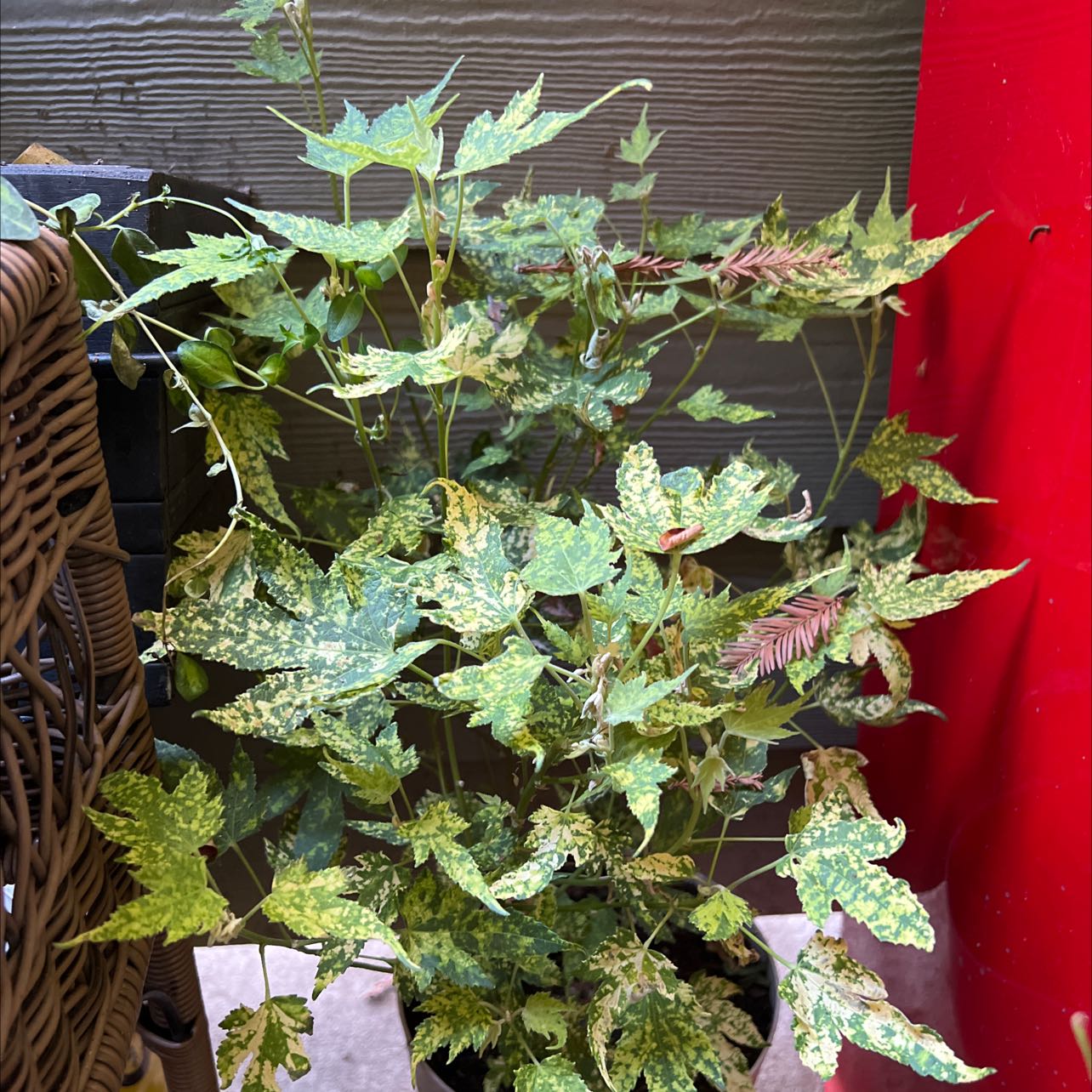 Photo of the plant species Mapleleaf Goosefoot by @RobustSoursop named Maple on Greg, the plant care app