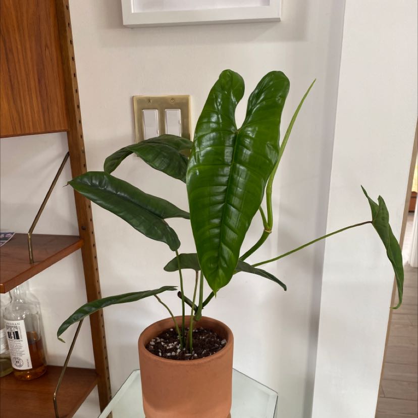 Photo of the plant species Philodendron 'Felix' by @VegasVickie named Felix on Greg, the plant care app