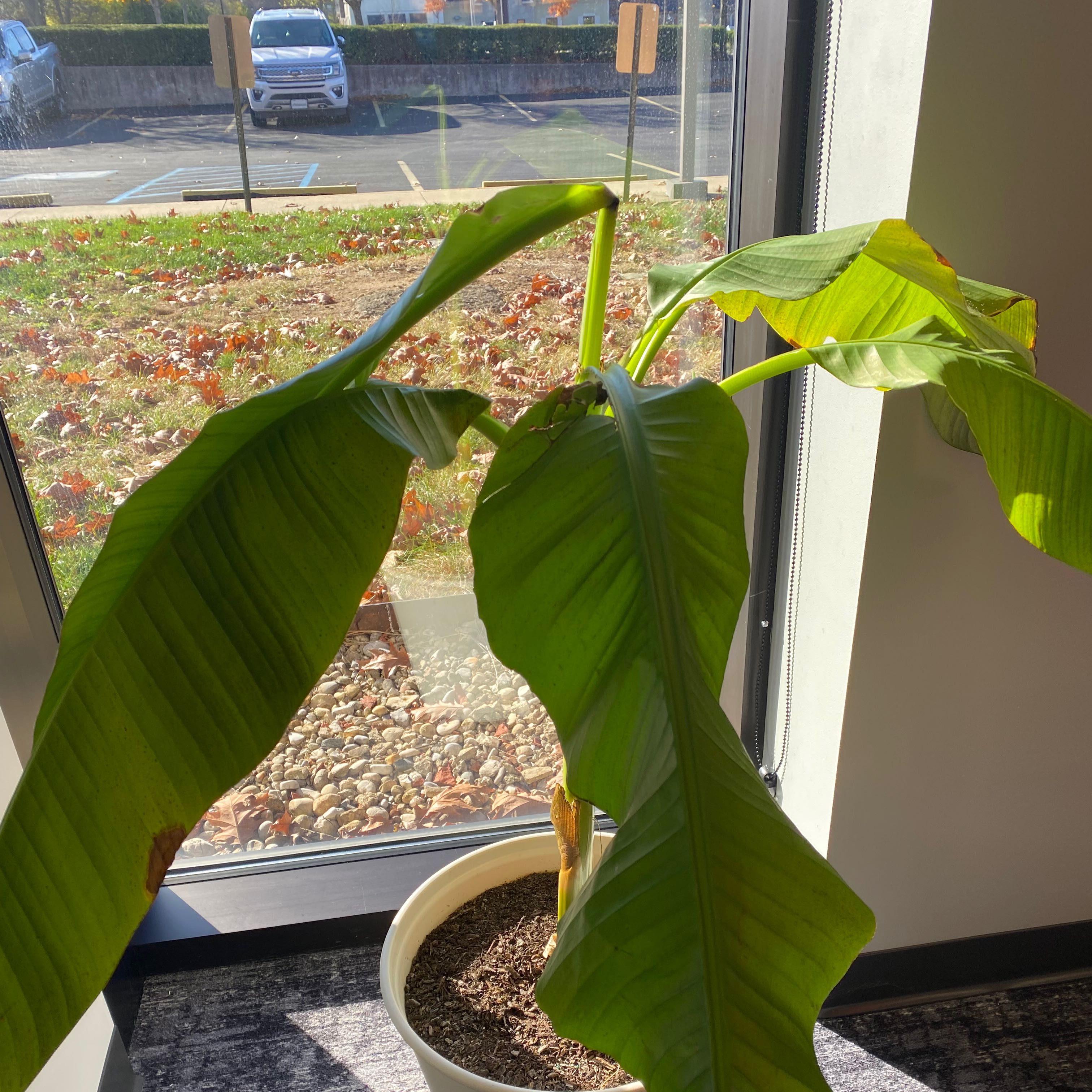 A healthy Abyssinian Banana plant indoors near a window with large green leaves.