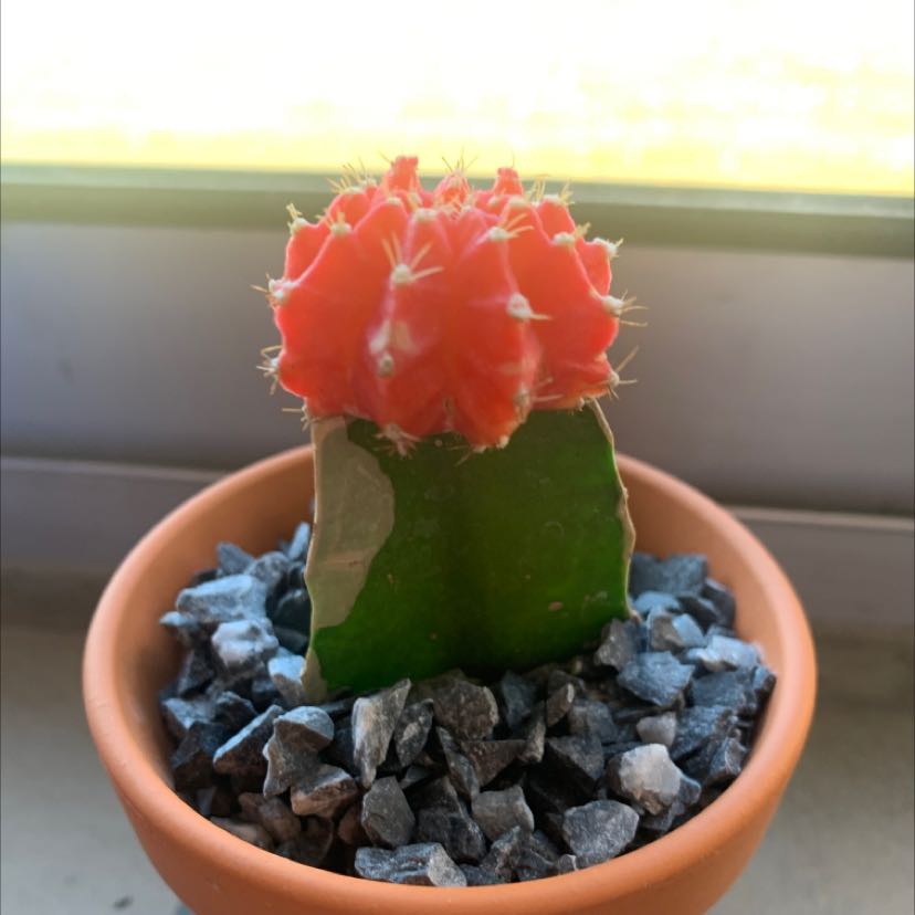 Photo of the plant species Moon Cactus by @HeroicPokaka named Your plant on Greg, the plant care app