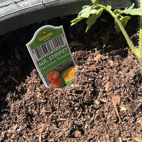 Photo of the plant species Big Rainbow Heirloom Tomato by @reecloud named Maya on Greg, the plant care app