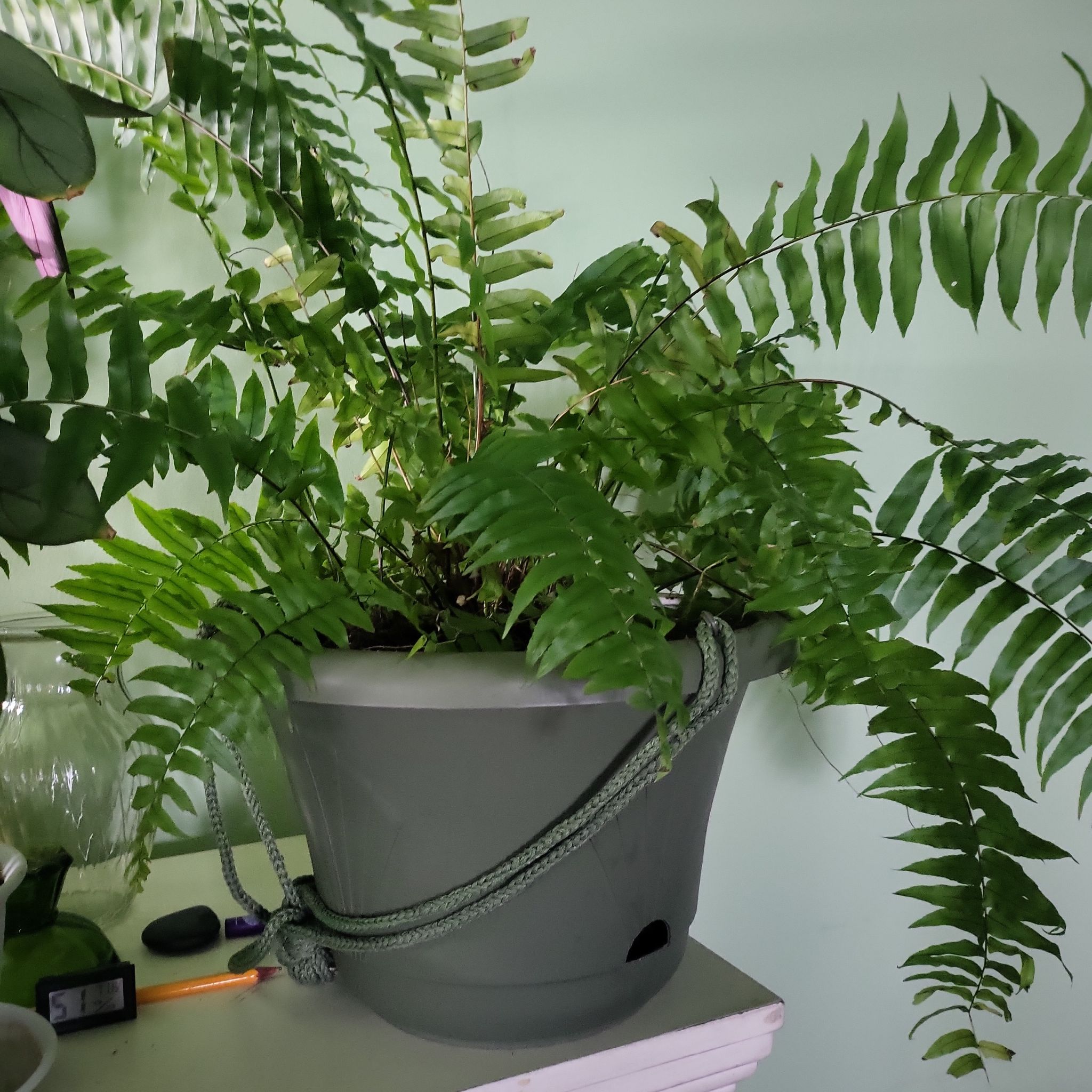 Bold Sword Fern in a pot with vibrant green leaves, placed on a surface.