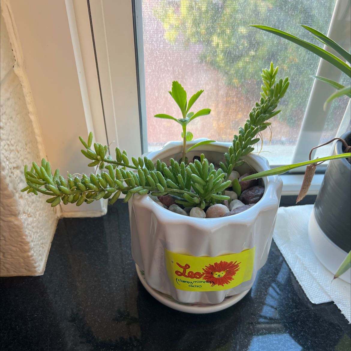 Photo of the plant species rhipsalis by @UrbaneJadeplant named Leo on Greg, the plant care app