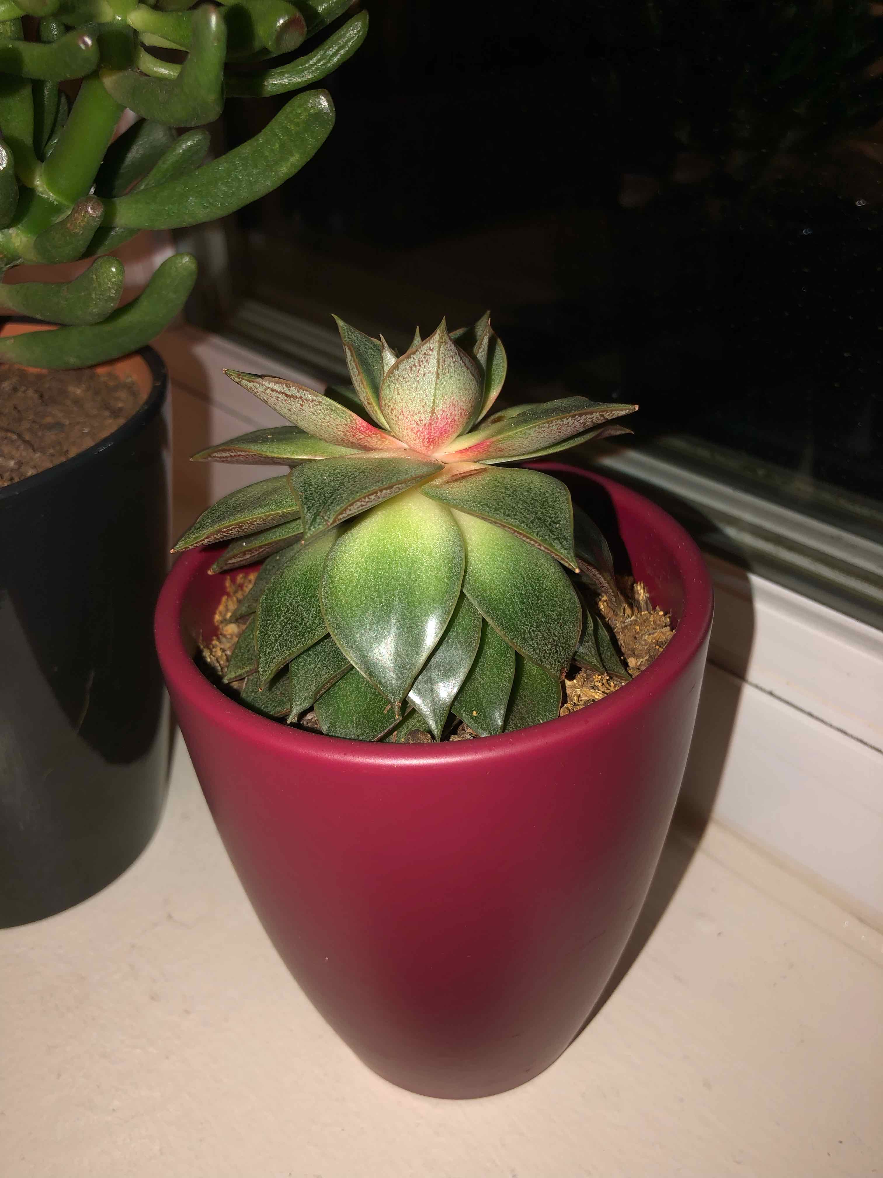 Potted Echeveria 'Dionysos' succulent with vibrant leaves in a red pot.