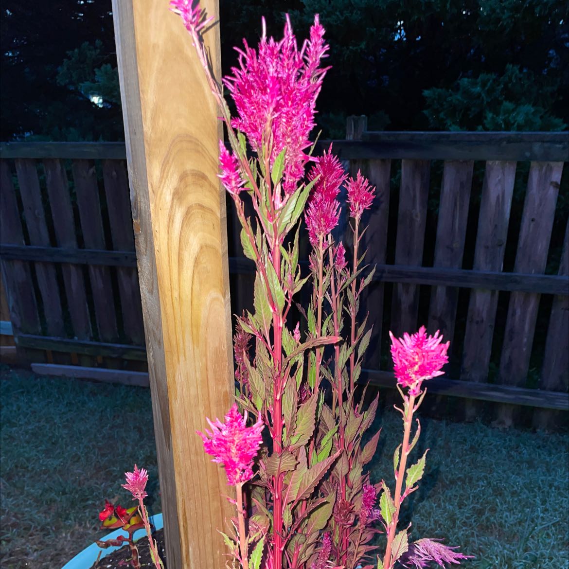 Vibrant magenta cockscomb flower plumes in full bloom against a wooden fence, plant appears healthy and thriving.