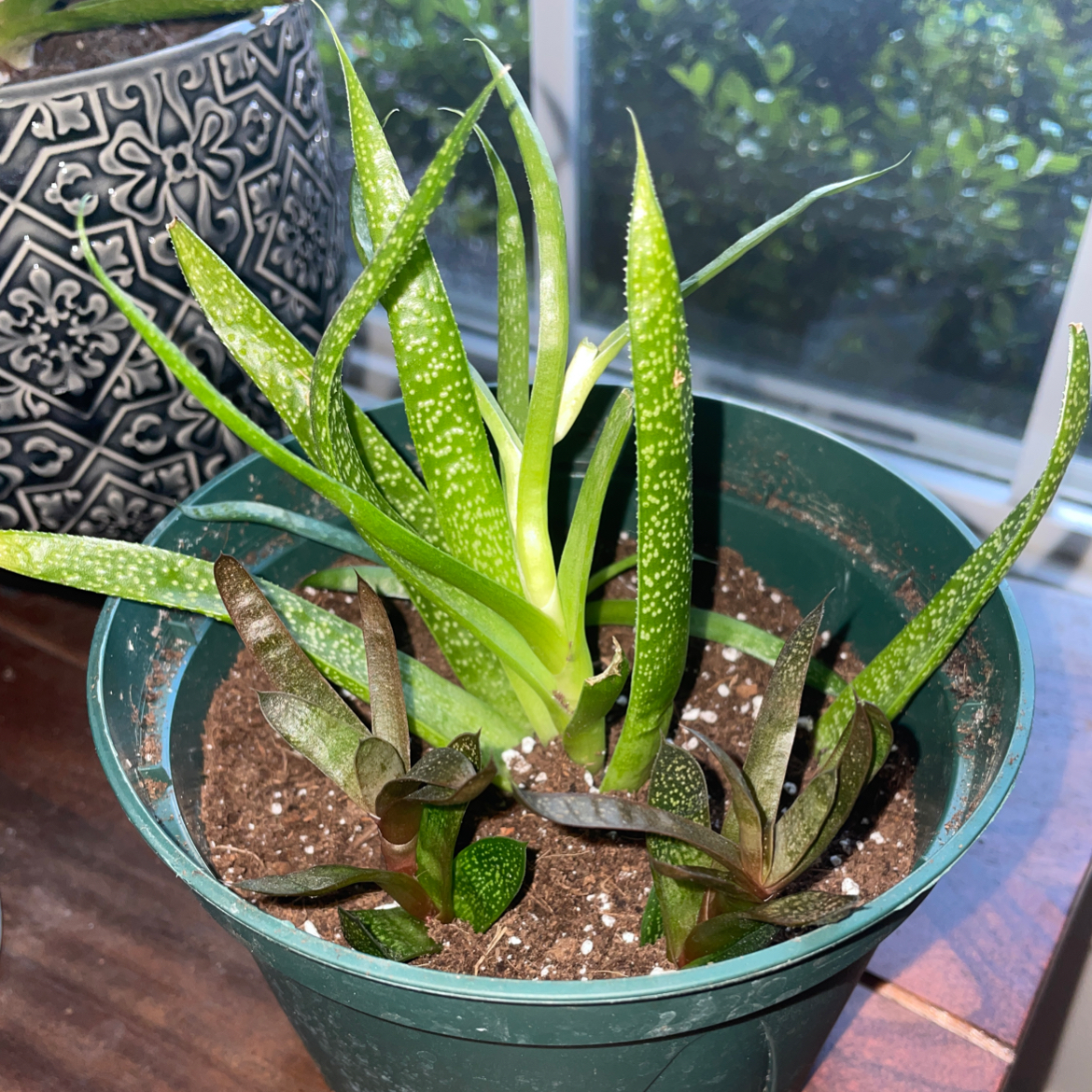 Healthy ox tongue succulent with spotted long leaves growing in a teal pot, well-framed photo.