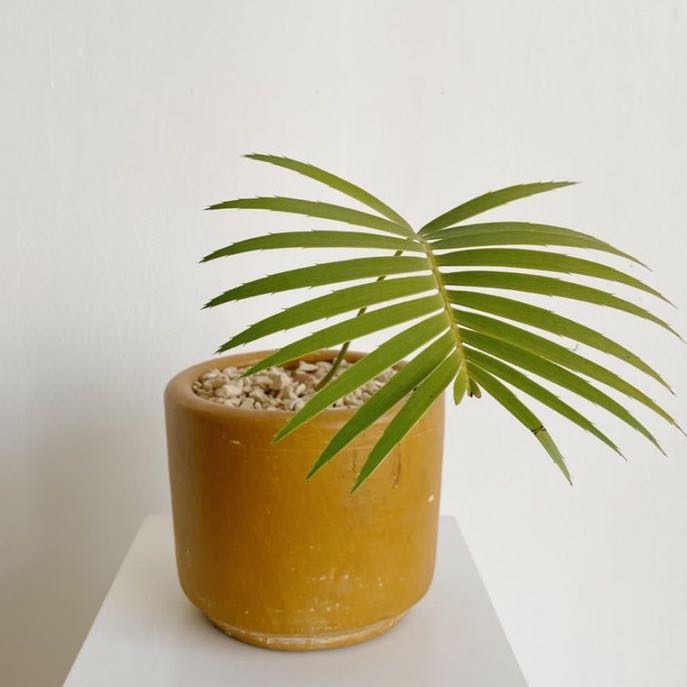 Photo of the plant species Dioon edule by @CordialChaya named Your plant on Greg, the plant care app