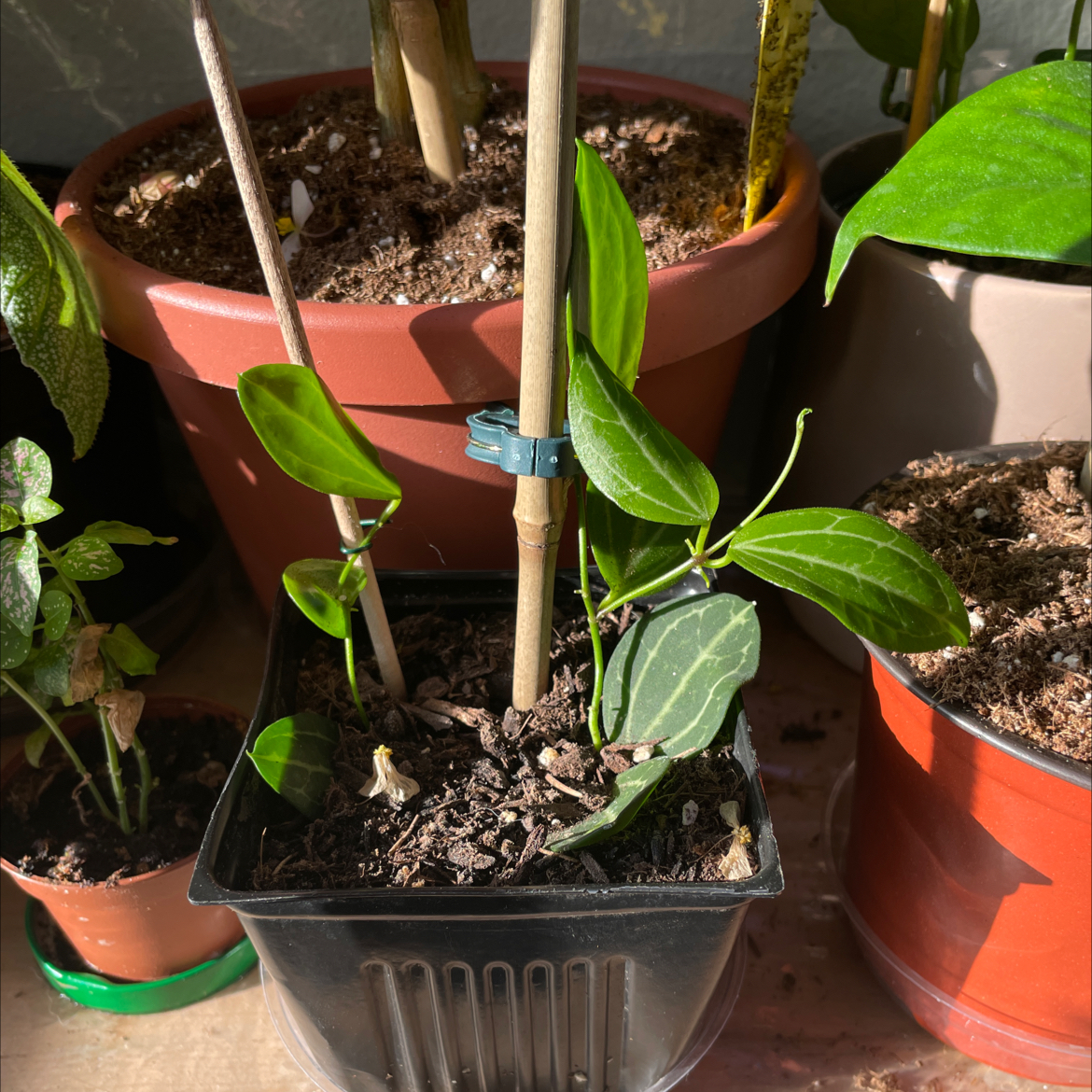 Potted Watermelon Dischidia plant with green leaves and visible soil.