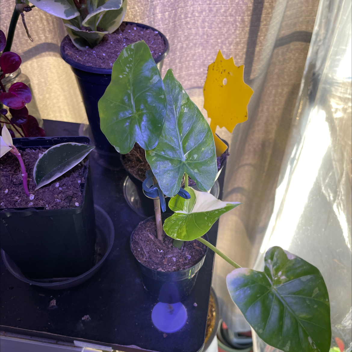 Photo of the plant species Gagnea by @Terrralyn named Caiza on Greg, the plant care app