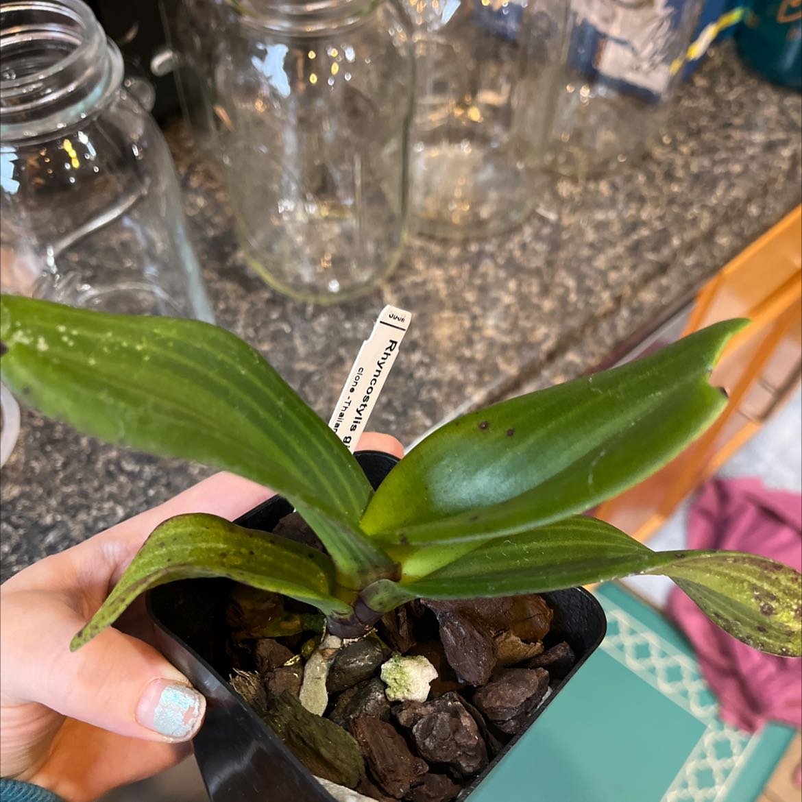 Photo of the plant species foxtail orchid by @Courtly named Rino on Greg, the plant care app