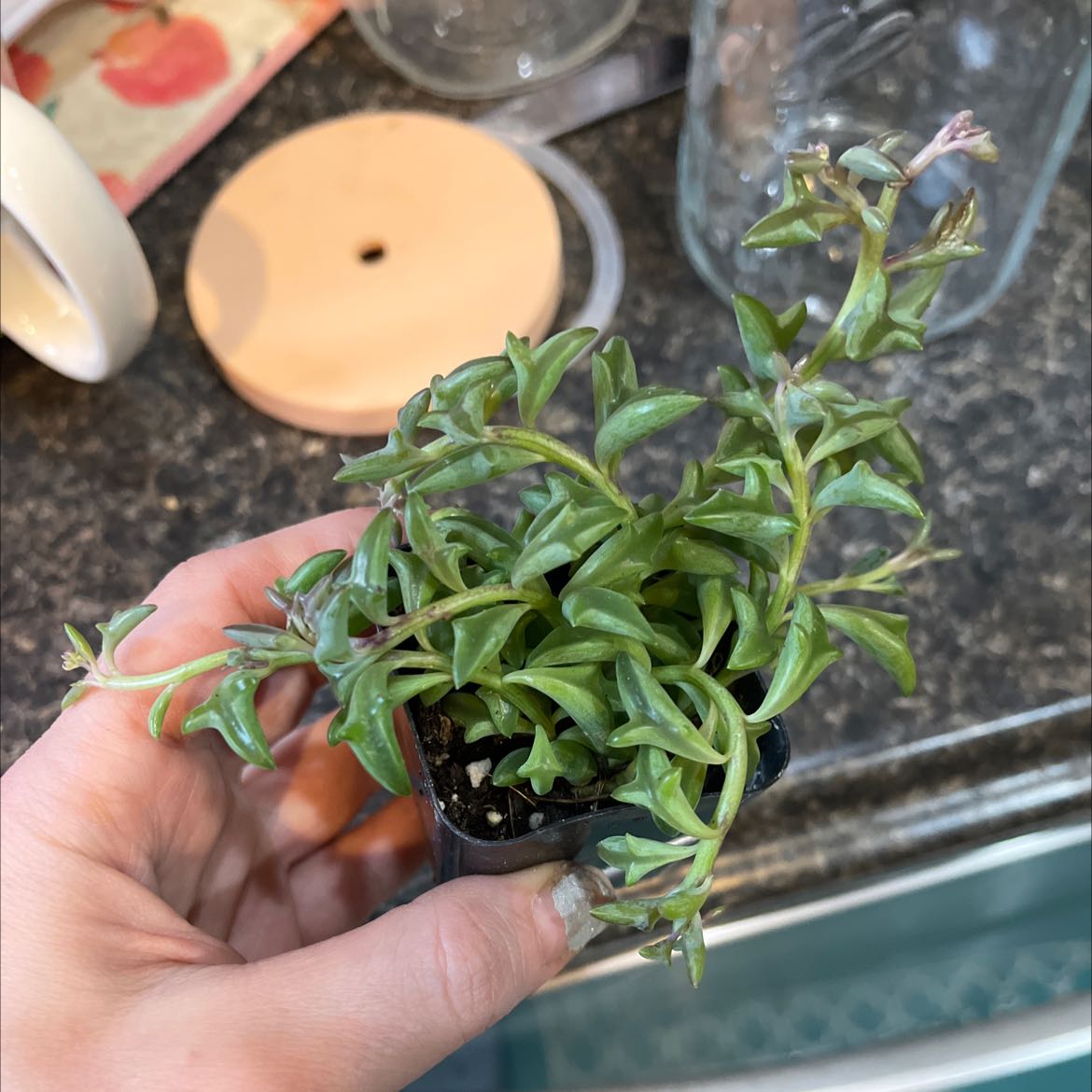 Photo of the plant species Marsh Seedbox by @Courtly named Dolphin on Greg, the plant care app