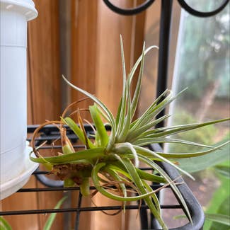 Bulbosa Air Plant plant in Somewhere on Earth