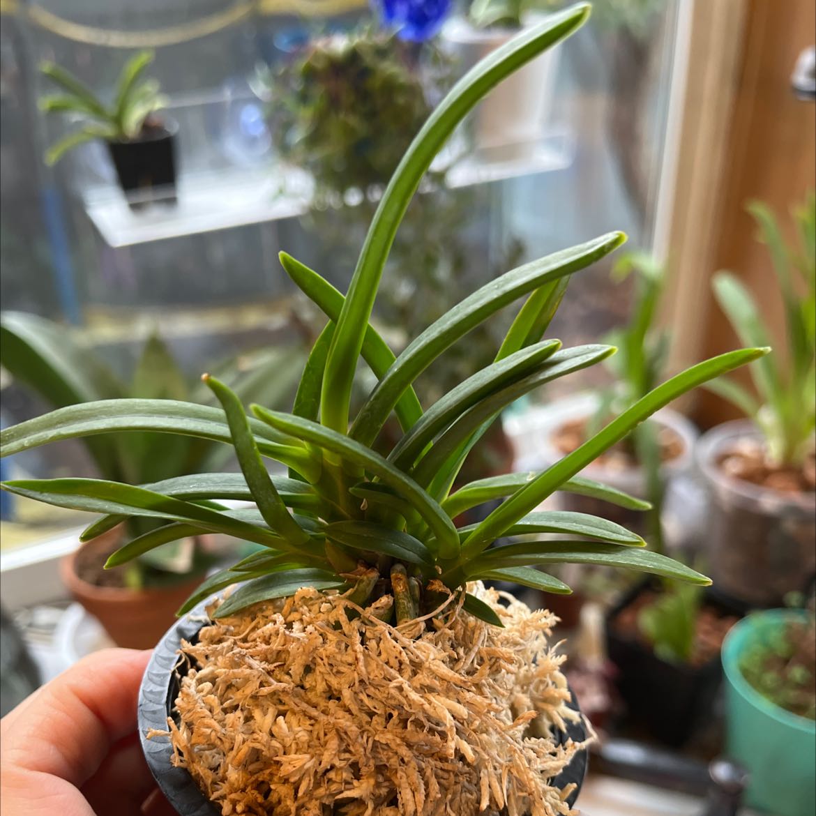 Photo of the plant species wind orchid by @Courtly named Neofinitia on Greg, the plant care app