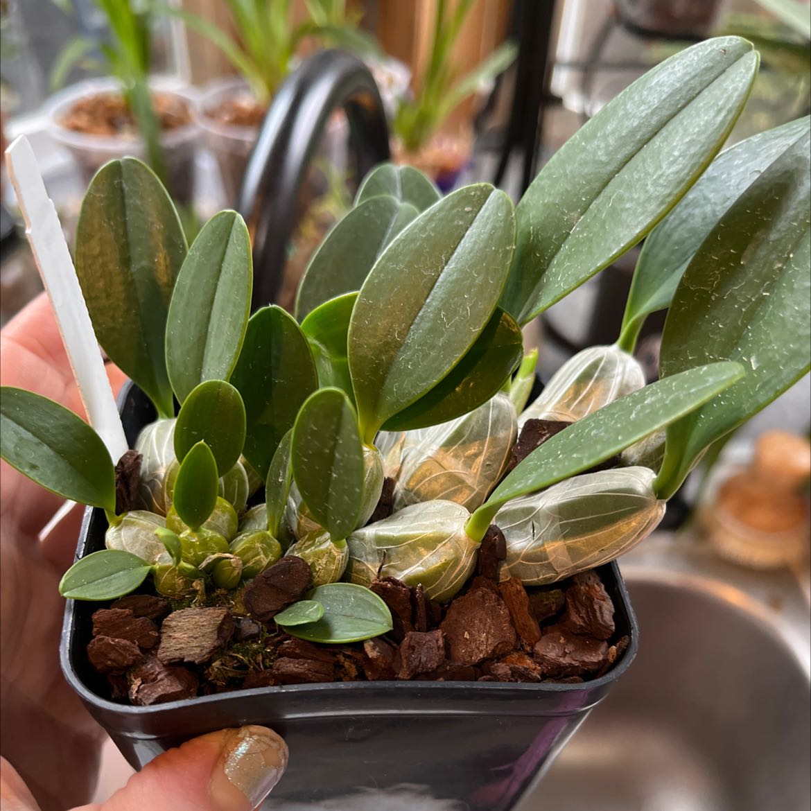 Photo of the plant species dendrobium by @Courtly named Denny on Greg, the plant care app