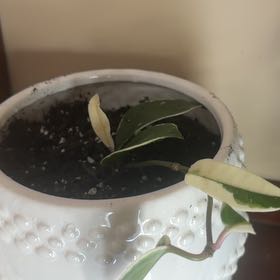 Photo of the plant species Hoya 'Candy' by @mmcnelley named Emerson on Greg, the plant care app