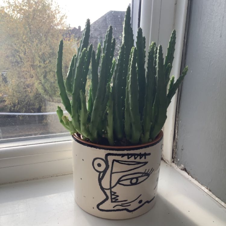 Photo of the plant species Stapelia divaricata by @BriskGroundsel named Starfish on Greg, the plant care app