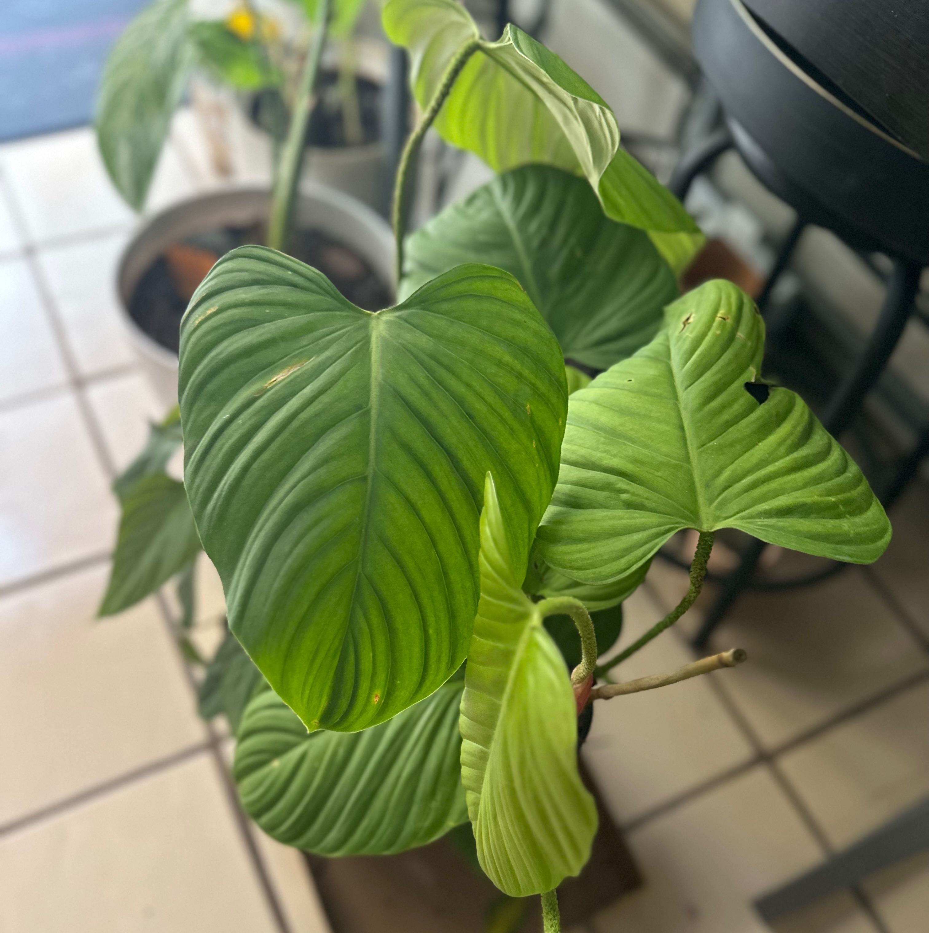 Philodendron nangaritense plant with healthy green leaves indoors.
