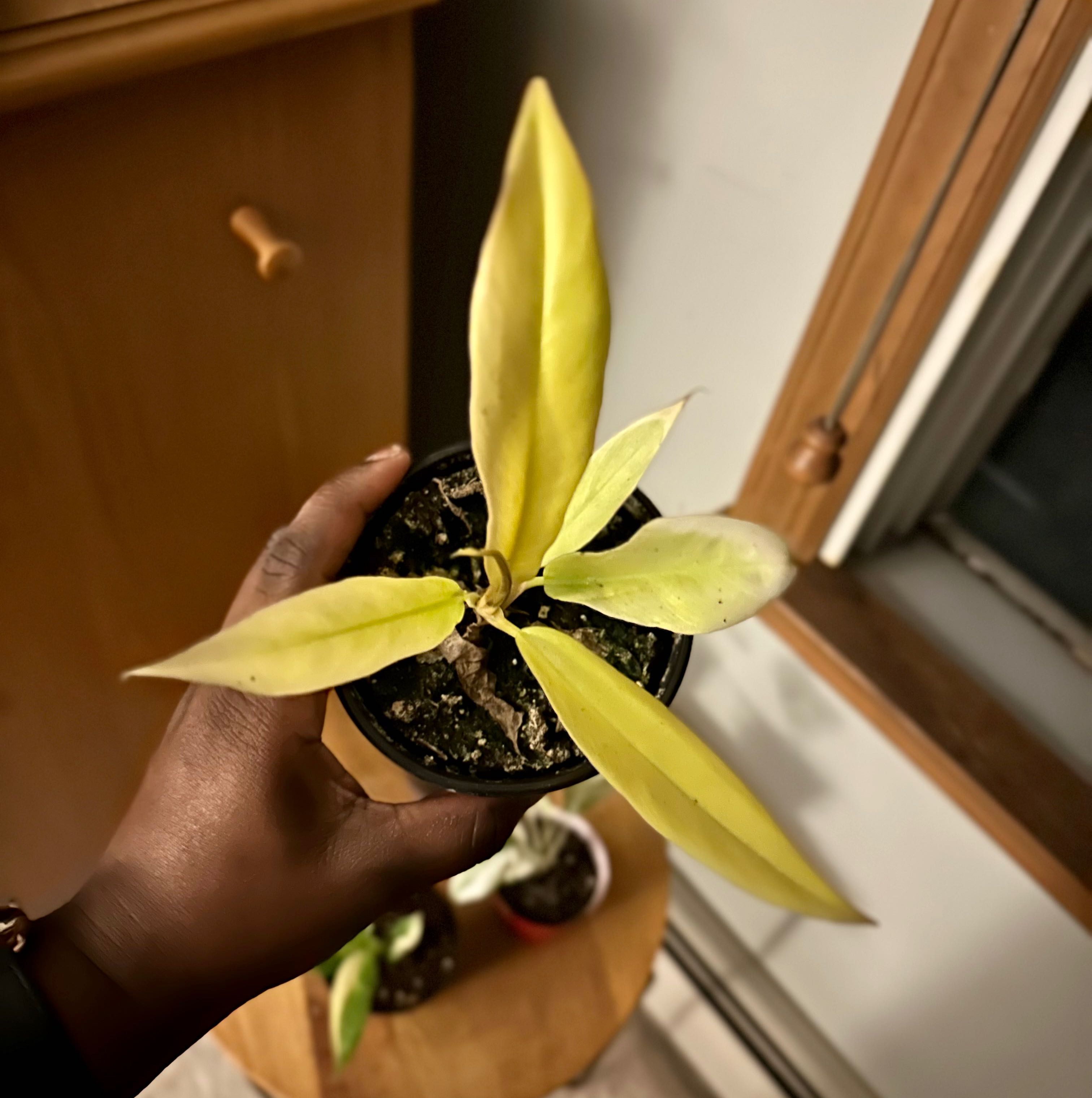 Photo of the plant species Philodendron 'Pluto's Gold' by @PoetChiotilla named Pluto on Greg, the plant care app