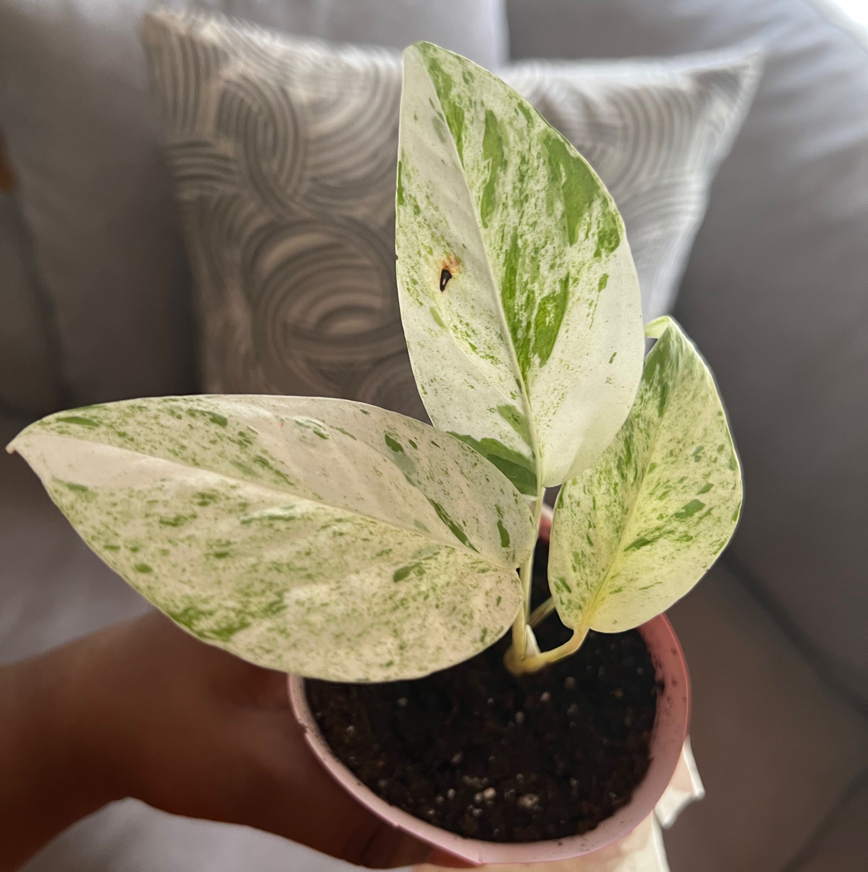 Marble Epipremnum Pinnatum plant with variegated leaves in a pot, held by a hand.