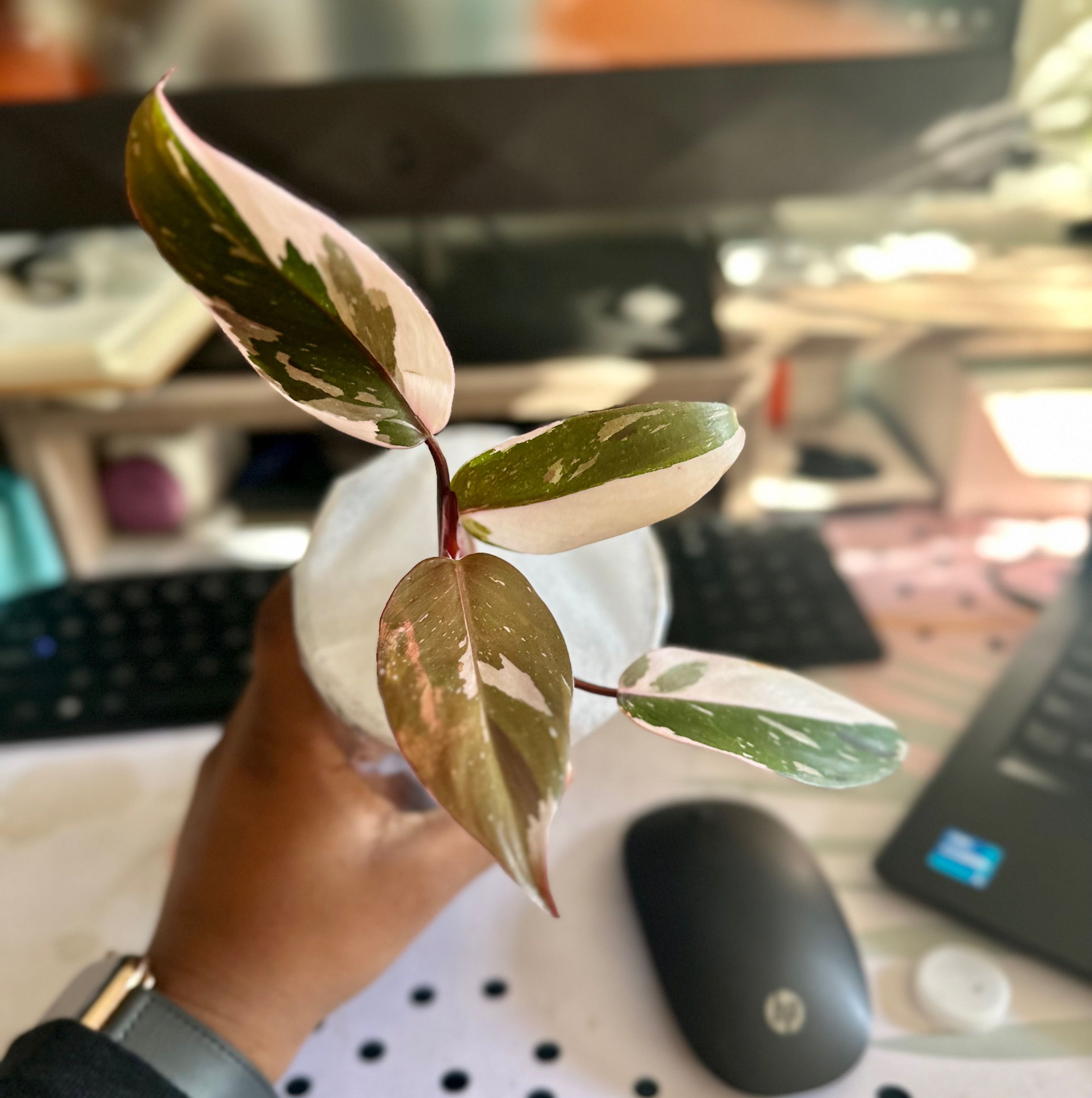 Philodendron Red Anderson plant with variegated leaves held by a hand.