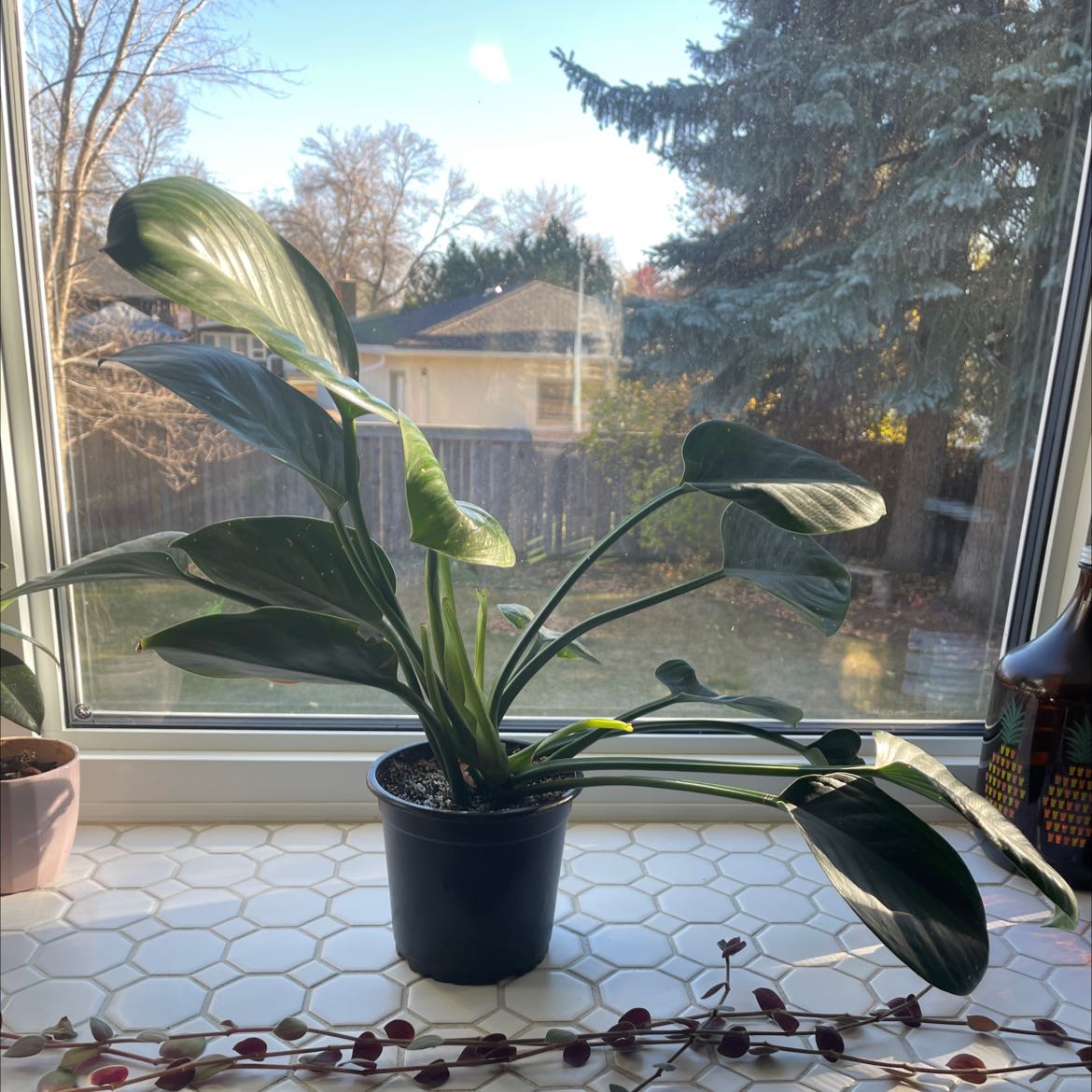 Photo of the plant species Echeveria 'Green Goddess' by @KeyCordmoss named Remington on Greg, the plant care app