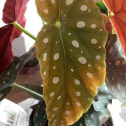 Polka Dot Begonia plant