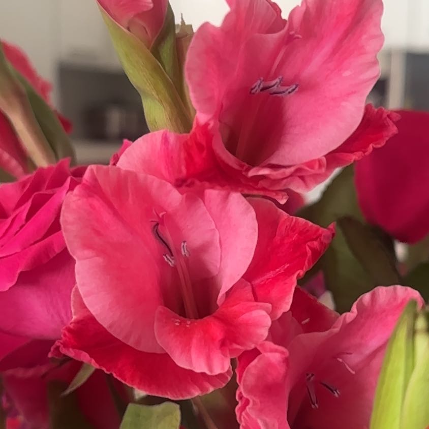 Photo of the plant species Eastern Gladiolus by @CozySwordbean named Mollie on Greg, the plant care app