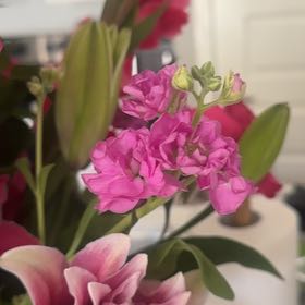 Photo of the plant species Brompton Stock by @CozySwordbean named Mando on Greg, the plant care app