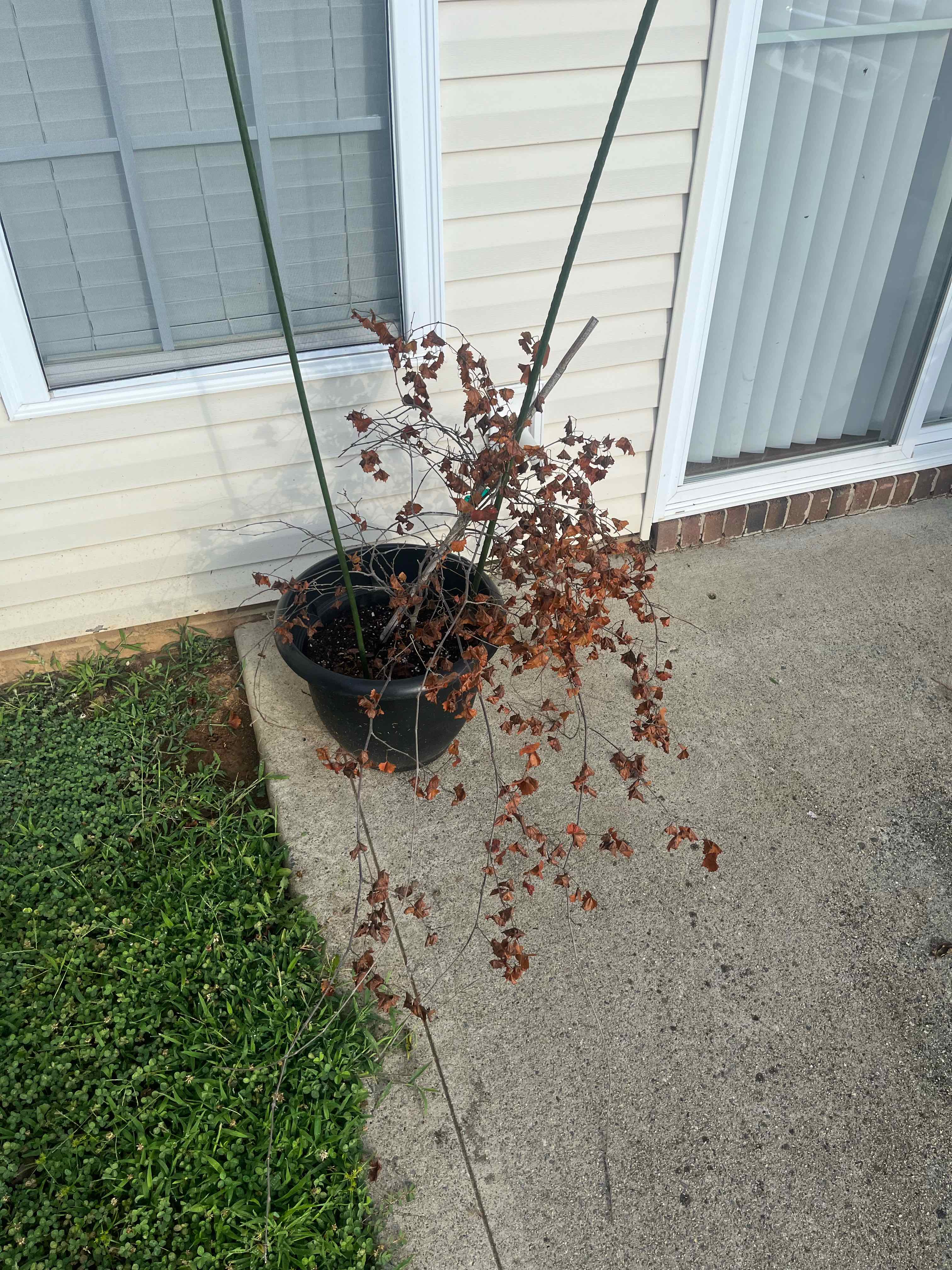 Potted Muscadine Grape plant with significant browning and dried leaves, placed outdoors.