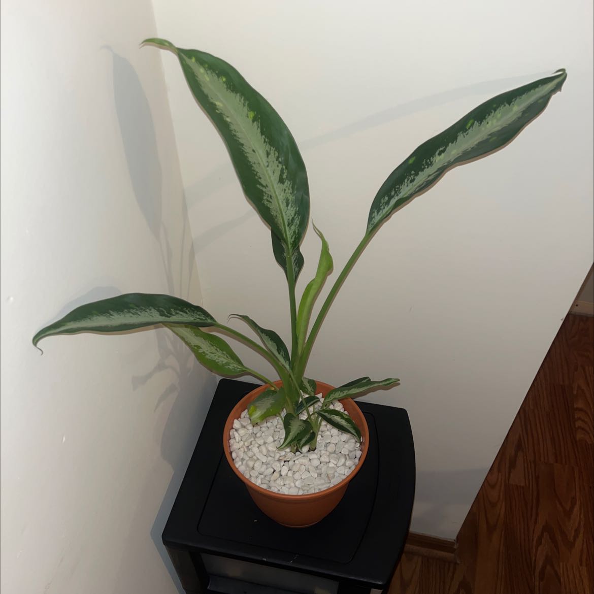 Dieffenbachia 'Tropic Marianne' plant in a pot with white pebbles, healthy leaves.