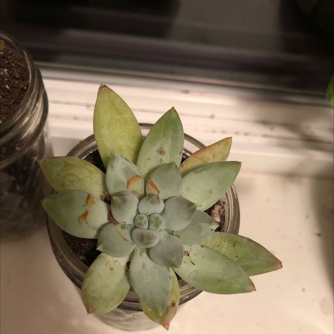 Pachyveria Little Jewel succulent in a small pot with some browning leaf tips.