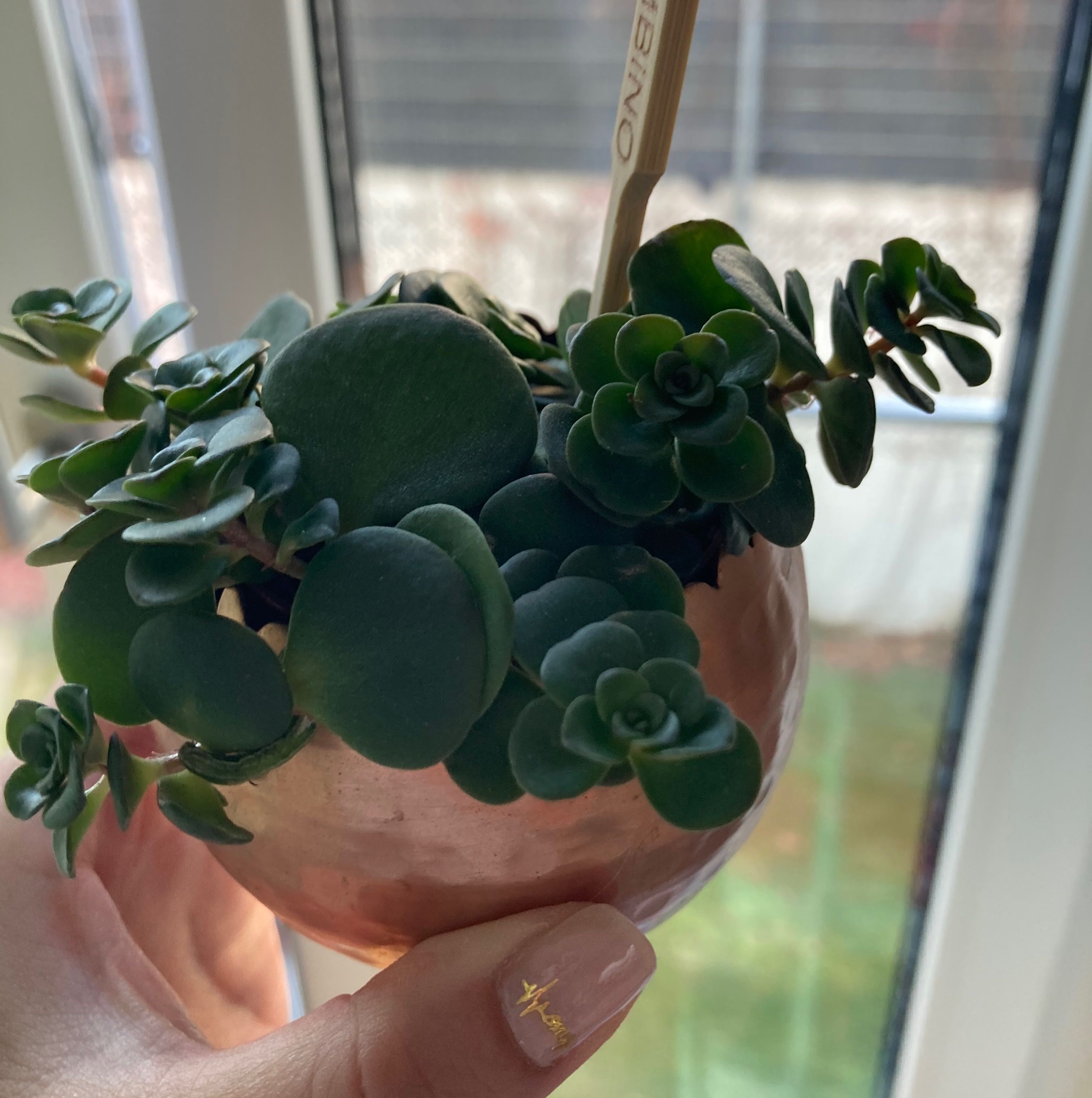 A healthy jade plant (Crassula ovata) in a pot, held by a hand.