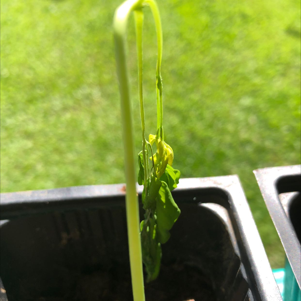 Plant care for Fox's Biophytum on Greg, the plant care app