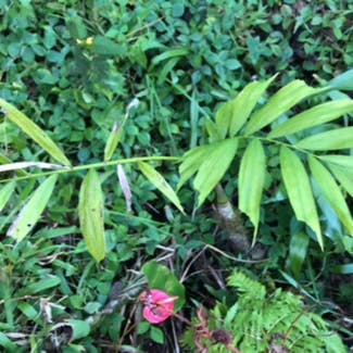 Bitter Ginger plant in Pāhoa, Hawaii