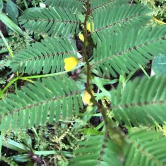 Showy Partridgepea plant in Pāhoa, Hawaii