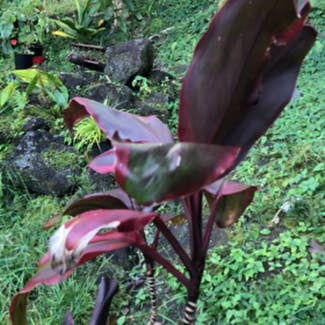 Ti Plant plant in Pāhoa, Hawaii
