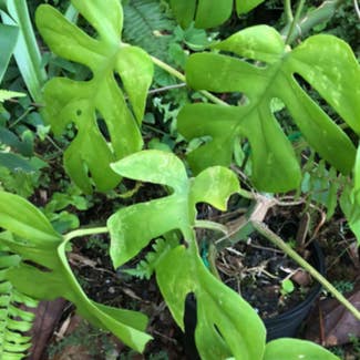 Mini Monstera plant in Pāhoa, Hawaii