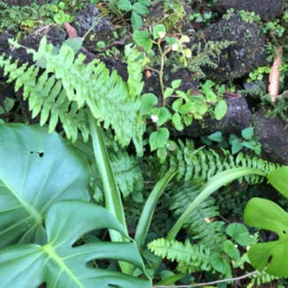 Monstera plant in Pāhoa, Hawaii