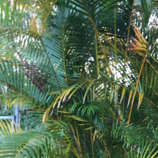Areca Palm plant in Pāhoa, Hawaii