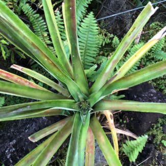 Pineapple plant in Pāhoa, Hawaii