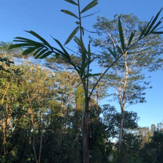Bungalow Palm plant in Pāhoa, Hawaii