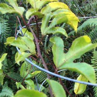 Passion Fruit plant in Pāhoa, Hawaii