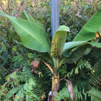 Banana plant in Pāhoa, Hawaii